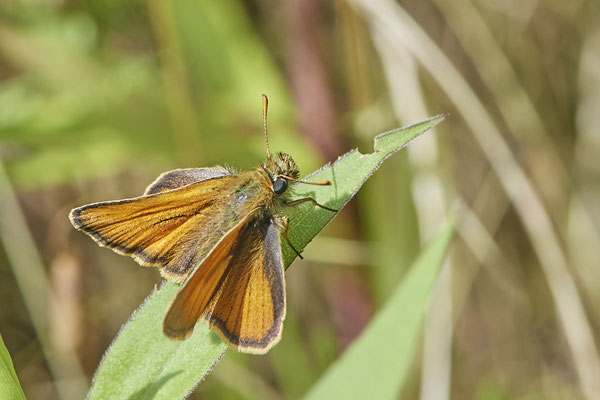 Braunkolbiger Braun-Dickkopffalter - LMB - (02.07.2021)