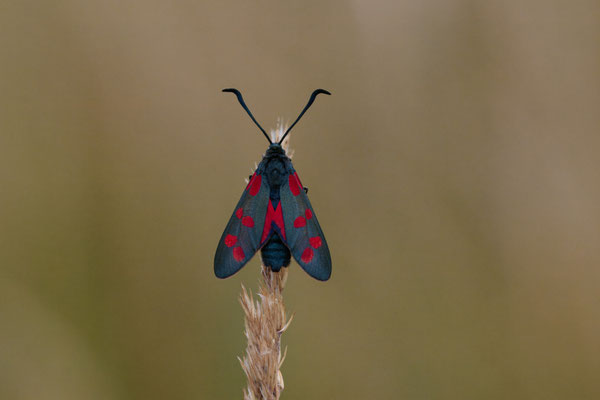 Sechsfleck-Widderchen