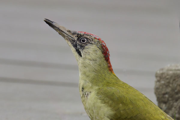 Grünspecht im Garten