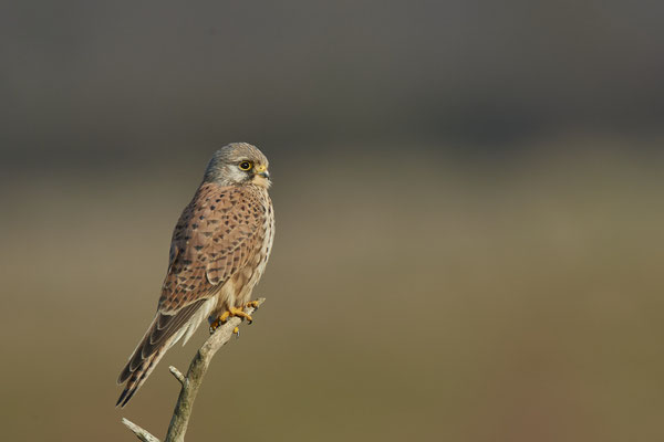 Turmfalke - (31.01.2021)