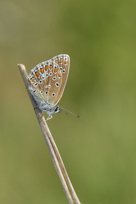 Heute nochmal in aller Frühe zum  Hauhechel-Bläuling / Polyommatus icarus -  Bottrop Halde Schöttelheide - (03.08.2020)