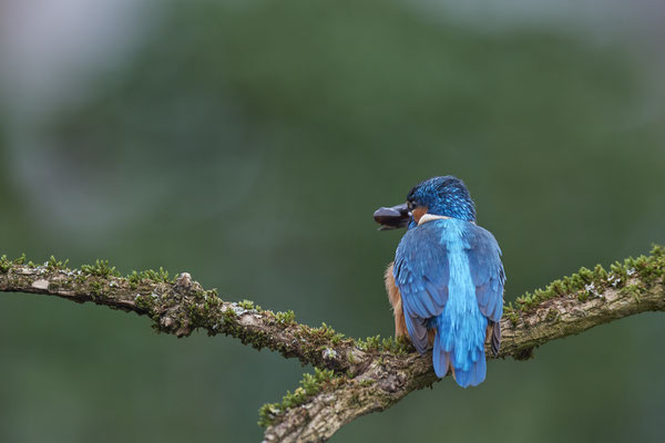 Serie vom Eisvogelmann - heute im Garten - (25.11.2019)