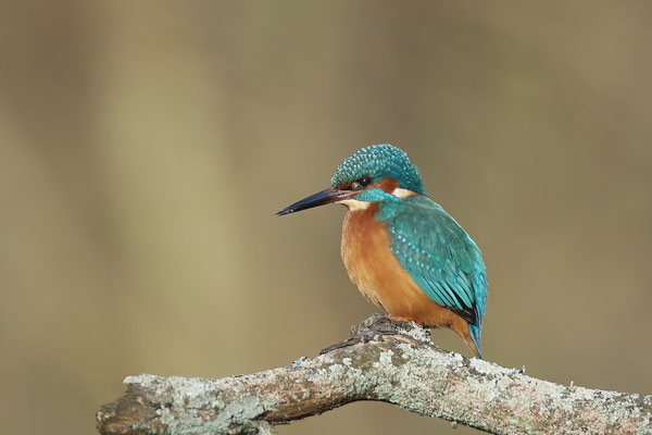 Eisvogel m - (13.02.2022)