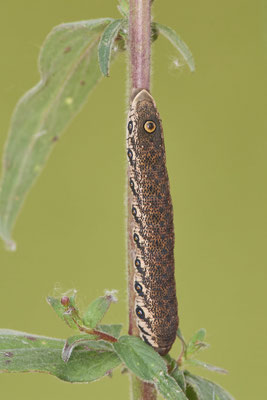 Nachtkerzenschwärmer - steht unter strengem Schutz - Essen - (05.08.2022)