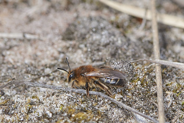  Nr.0525 - Andrena barbilabris f   / Sandbiene - Hamminkeln Diersfordter Wildgatter - 51°42`41.79" 6°33`42.95" - (12.05.2019)