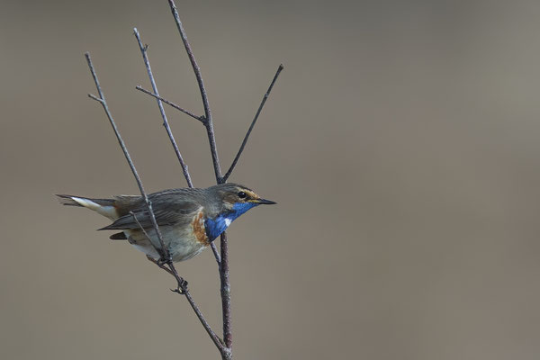 Blaukehlchen