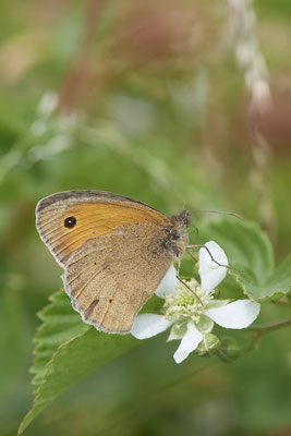 Großes Ochsenauge - (21.06.2022)
