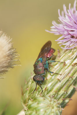 Nr.0933 - Hedychrum rutilans / Goldwespe - OB LMB - 51°29`11.55" 6°53`53.48" - (28.06.2019)