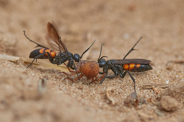 Frühlings Wegwespen