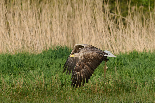 Seeadler