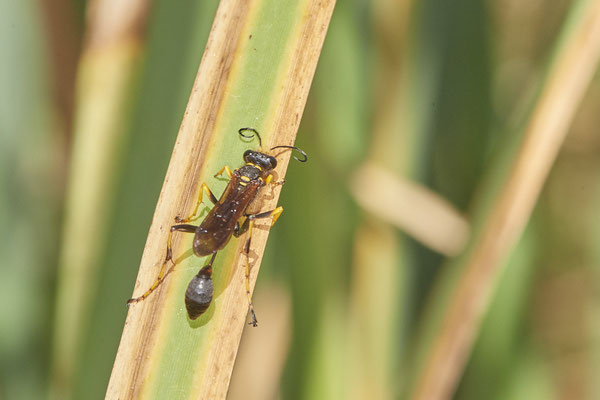 Amerikanische Mauerwespe / Sceliphron caementarium - Sie baut tönnchenförmige Lehmnester - w = ca 25 mm; m = ca 20 mm - (03.08.2022)