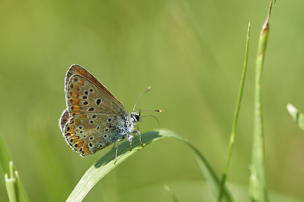 Nr.0036 - Kleiner Sonnenröschen Bläuling / Aricia agestis - Kaiserstuhl - (23.06.2020)