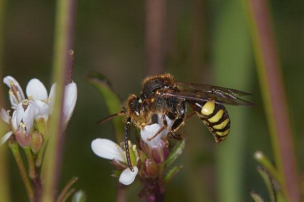 Nr.0018 - Nomada zonata m - OB - Halde Prosper Haniel - 51°32`57.56" 6°52`38.64" - (21.03.2019)