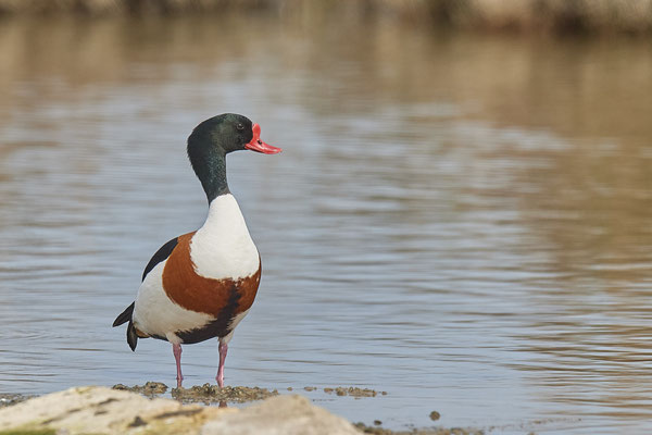 Brandgans ( Naturpark Albufera )