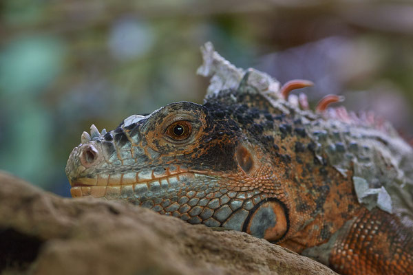 Grüner Leguan - Besuch mit der Fotogruppe Nabu Herne im Terrazoo - (03.08.2019)