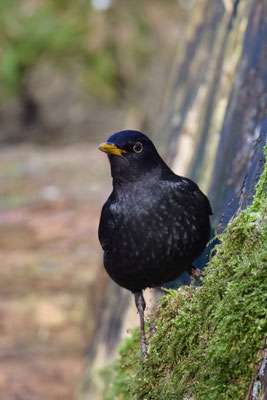 Amsel