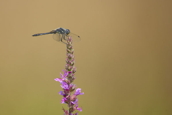 Schwarze Heidelibelle
