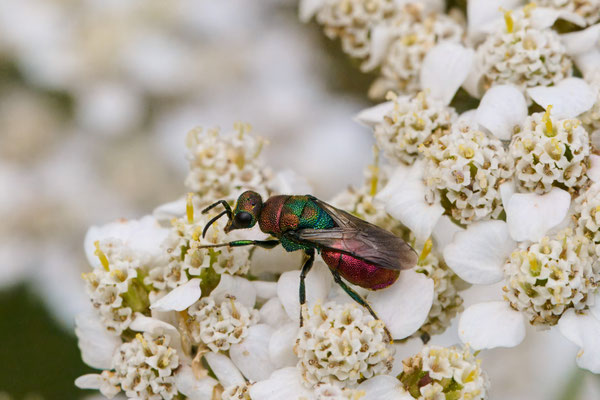Hedychrum rutilans