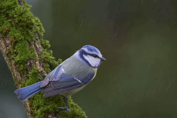 Blaumeise - heute war Regentag - Garten - (02.02.2020)