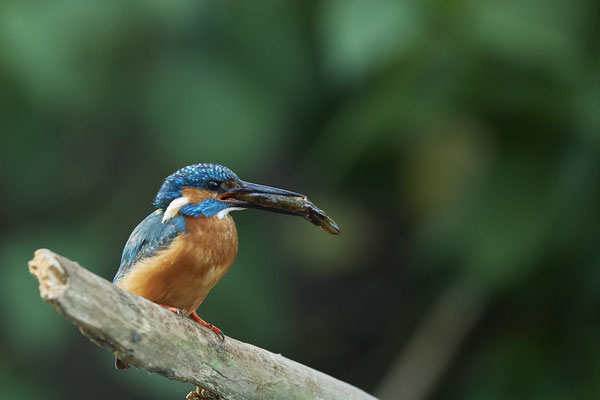 Eisvogel - (26.05.2020) - mit jungem Hecht als Beute