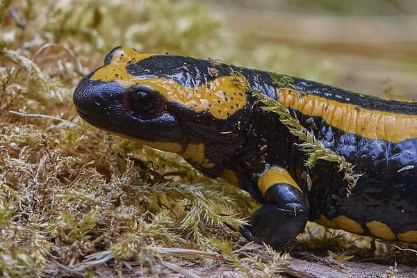 Feuersalamander