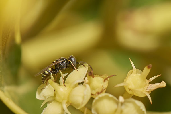 Nr.1028 - Oxybelus uniglumis - OB im Garten - 51°31`49.60" 6°50`56.50" - (29.07.2019)