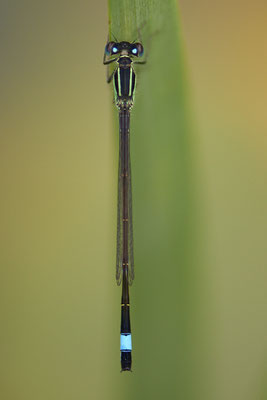 Große Pechlibelle