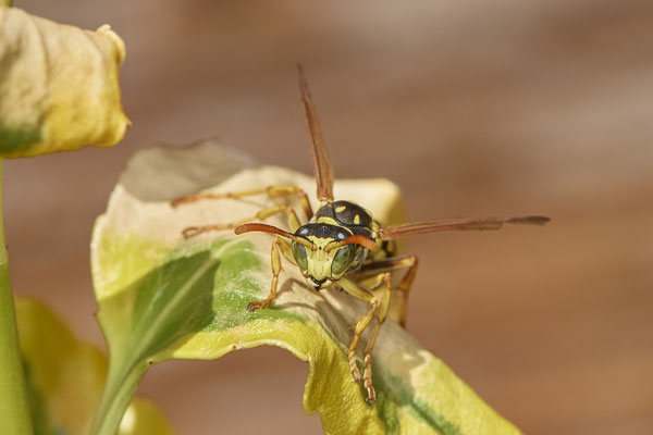 Nr.1023 - Polistes dominula / Französische Feldwespe - OB im Garten - 51°31`49.60" 6°50`56.50" - (29.07.2019)