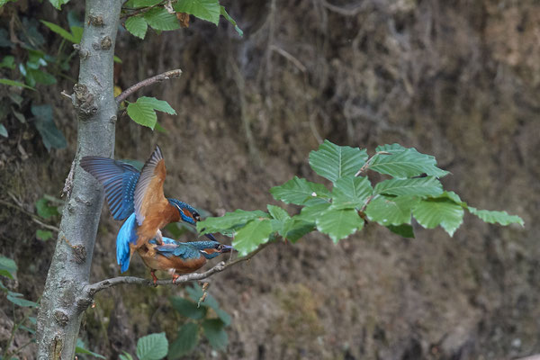 Eisvogel - Kopula - Serie von 7 Fotos - (19.05.2020) Leider nicht knackscharf wegen zu großer Entfernung
