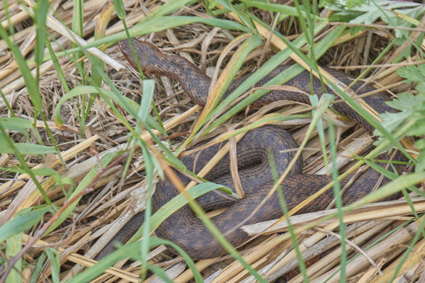Kreuzotter - Venner Moor - (26.05.2019)