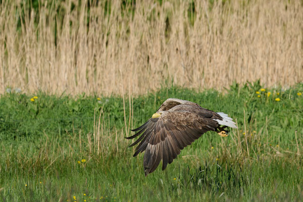 Seeadler