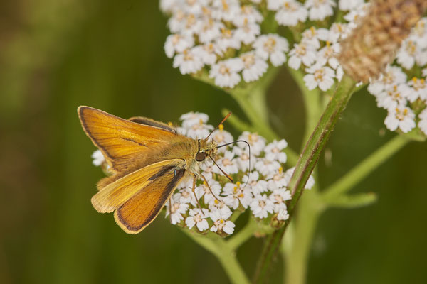 Braunkolbige-Braun-Dickkopffalter / Thymelicus sylvestris - OB Hoag Fahrradtrasse - 51°30`13.64" 6°50`46.65" - (19.06.2019)