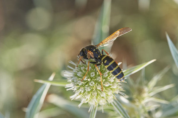 Syritta pipiens / Gemeine Keulenschwebfliege - Dinslaken Emschermündung - 51°33`56.26" 6°41`27.74" - (08.08.2020)