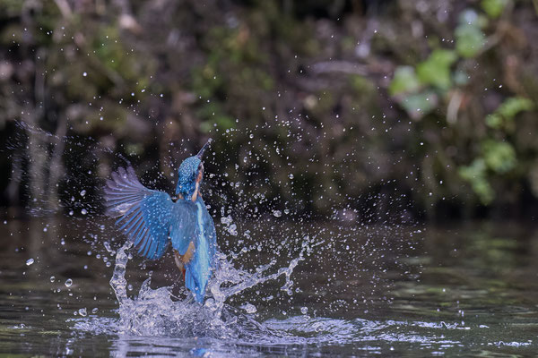 Eisvogel