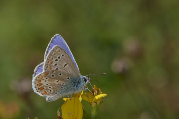 Polyommatus icarus / Hauhechel-Bläuling - Bottrop Halde Schöttelheide - (01.08.2020)