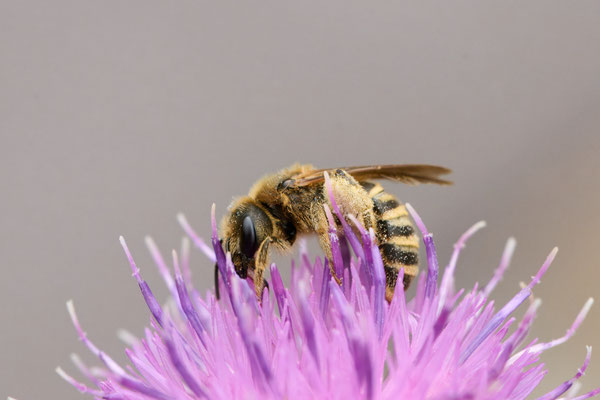 Halictus scabiosae