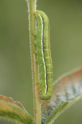 Gothica-Kätzcheneule