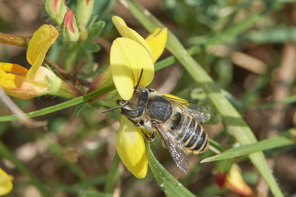 Nr.1254 - Megachile pilidens / Filzzahn-Blattschneiderbiene - DU-Walsum Rheindeich - 51°31`50.66"  6°41`54.13" - (02.09.2019)