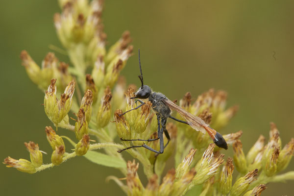 Ammophila sabulosa / Gemeine Sandwespe - OB LMB - 51°29`11.55" 6°53`53.48" - (26.08.2020)