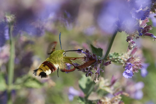 Hummelschwärmer - Rote Liste Deutschland: RL 3 = gefährdet - (Urlaub im Allgäu / Bayern vom  08.07. bis 17.07.2022)