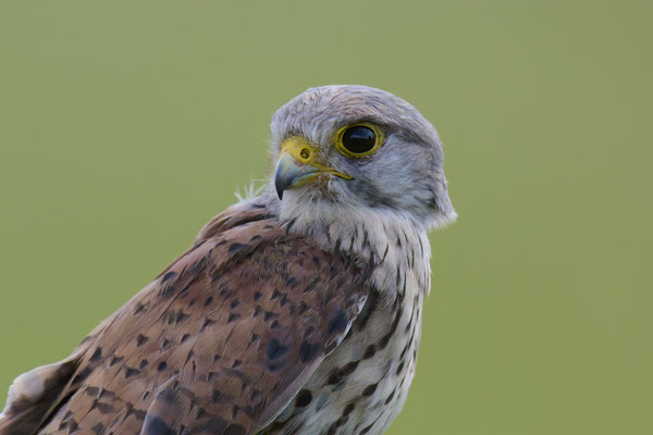 Turmfalke