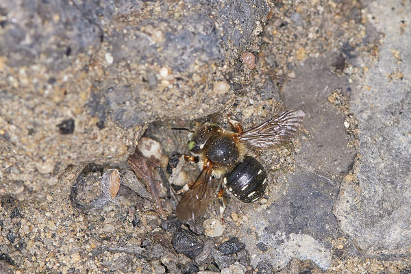 Nr.0801 - Anthidium punctatum / Wollbiene - OB Zeche Sterkrade - 51°31`11.24" 6°50`15.70" - (22.06.2019)