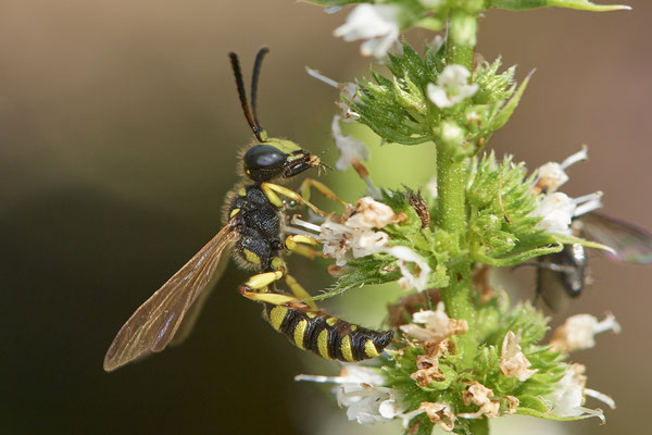 Nr.1017 - Cerceris rybyensis / Bienenjagende Knotenwespe - OB im Garten - 51°31`49.60" 6°50`56.50" - (29.07.2019)