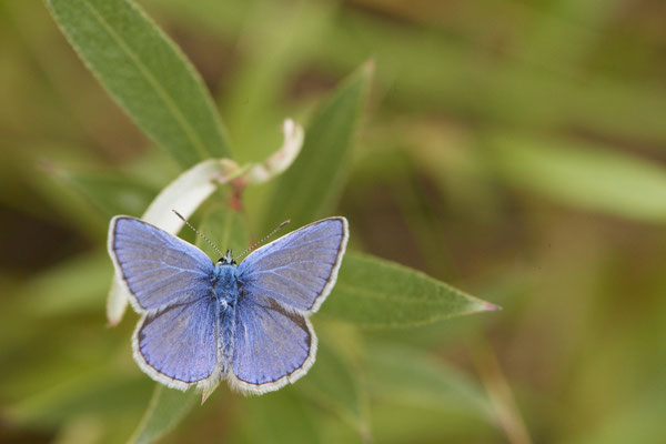 Polyommatus icarus / Hauhechel-Bläuling - OB LMB - 51°29`11.55" 6°53`53.48" - (04.09.2019)