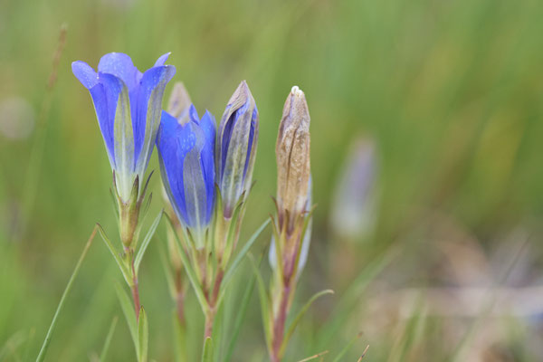 Gentiana pneumonanthe / Lungen-Enzian - Wesel - (11.08.2019) ( In Deutschland stark gefährdet - 3+ durch die Bundesartenschutzverordnung (BArtSchV) besonders geschützt )