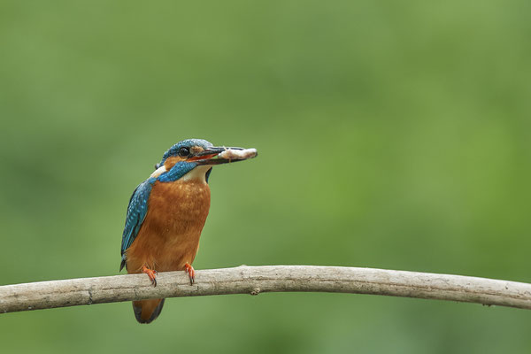 Eisvogel - es wurde auch gefischt - (22.05.2020)