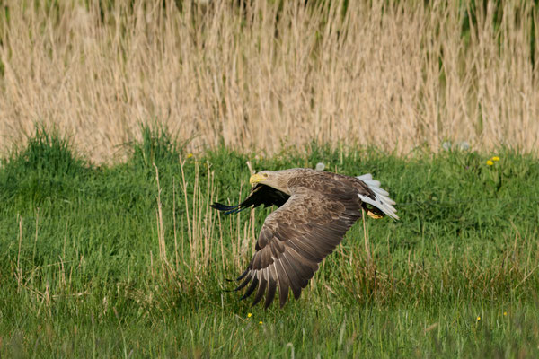 Seeadler