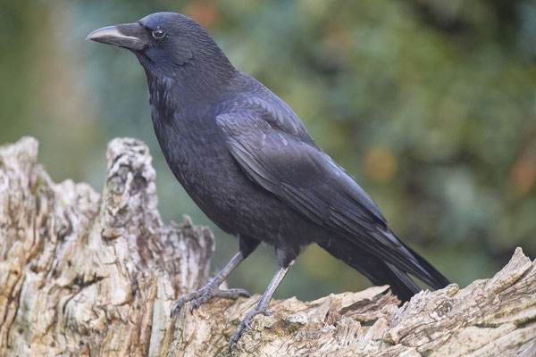 Rabenkrähe im Garten -sehr nah