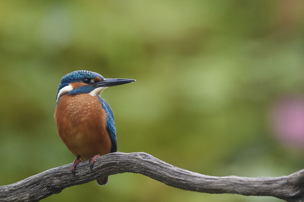 Eisvogel - Holland - (25.09.2020)