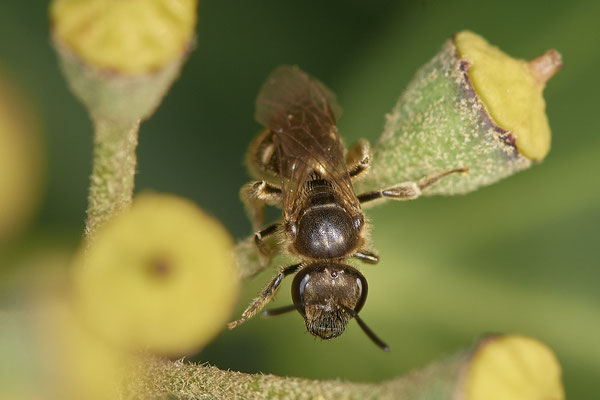 Nr.21-1/04 - Lasioglossum calceatum - OB Bottroperstraße Olgapark (08.11.2018)